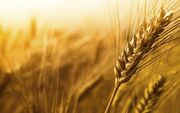 ۱۵ کشور برتر تولیدکننده گندم در جهان/ اینفوگرافی