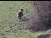 ثبت تصویر خرس قهوه‌ای در منطقه حفاظت شده اشترانکوه لرستان