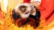 زنبور عسل می‌تواند یک هفته زیر آب زنده بماند؟