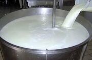 پیش بینی تولید یک میلیون تن شیر خام در دامداری استان قزوین
