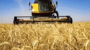 پیش‌بینی برداشت نزدیک به ۸۰۰ هزار تن گندم از مزارع استان همدان