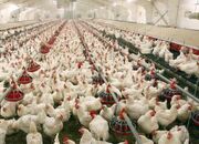 ثبات در جوجه ریزی 150 میلیون قطعه و بازار مطلوب تولید مرغ و تخم مرغ