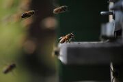 نقش شگفت‌انگیز زنبورهای عسل در تشخیص سرطان ریه