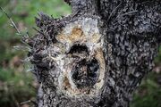 حمله قارچ‌‌های آلوده به بلوط‌های زاگرس