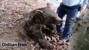 مرگ یک خرس با شلیگ گلوله در سوادکوه + فیلم