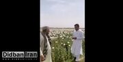 کاشت تریاک توسط طالبان در مرز ایران+فیلم