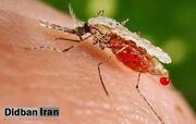 بازگشت مالاریا به ایران/ هشدار به مسافران این مناطق