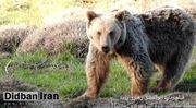 مذاکره محیط بان با خرس در جنگل‌های مازندران: «خرس من برایت سوت می‌زنم تو نباید فرار کنی؟»+فیلم