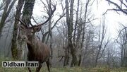 رخ‌نمایی مرال قرمز ایرانی پیش لنز دوربین حافظان طبیعت گیلانی + فیلم