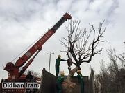 افزایش جابه‌جایی درختان در دوره فعلی مدیریت شهری