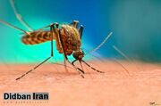 ابتلای ۲۷۰ نفر به مالاریا در بلوچستان
