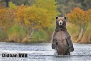 کشتار خرس در ایران؛ روغن خرس ۳ میلیون تومان؟/ افزایش شکار خرس برای گوشت و روغن