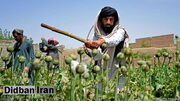 ماجرای کاهش تولید تریاک در افغانستان/ هدف طالبان از ممنوعیت کشت خشخاش چیست؟
