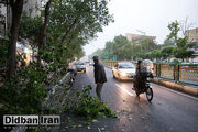 طوفان به مشهد برگشت/ بارش باران و وزش شدید باد