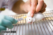 محققان با یک دارو عمر موش‌ها را تا ٢۵ درصد افزایش دادند