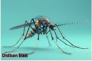 عضو انستیتو پاستور ایران: کنترل انتشار ویروس تب دنگی به‌ علت شمار فراوان موارد بدون علامت دشوار است