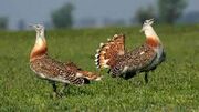 واردات تخم پرنده میش مرغ به آذربایجان غربی