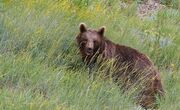 مشاهده اوج احیاء زیستگاه‌های طبیعی استان لرستان با ثبت همزمان تصویر چهار قلاده خرس قهوه‌ای در اشترانکوه