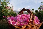 گل محمدی و گلاب ، تولیدی اقتصادی با جاذبه های طبیعی و فرهنگی