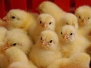 افزایش ۶۵ درصدی تولید گوشت و تخم‌مرغ در نژادهای اصلاح شده