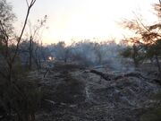 مهار آتش سوزی در جنگل های مناطق حفاظت شده پارک ملی کرخه