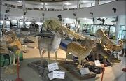 بازدید از موزه تازیخ طبیعی آذربایجان شرقی رایگان است