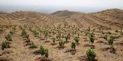 نمایندگان سازمان‌های مردم‌نهاد؛ ناظر بر طرح مردمی کاشت یک میلیارد درخت