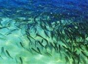 رهاسازی ۴۰۰ میلیون بچه ماهی در رودخانه های کشور