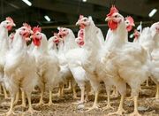 احیای ۱۳ مزرعه غیرفعال تولید مرغ مادر آرین