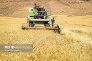 پیش بینی برداشت ۴۵ هزار تن گندم از زمین‌های کشاورزی گچساران