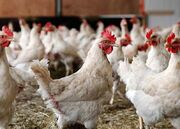 تولید گوشت و تخم‌مرغ در نژادهای اصلاح شده ۶۵درصد افزایش یافت...