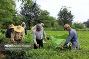 پیش بینی برداشت بیش از ۱۱ هزار تُن برگ سبز چای در شفت