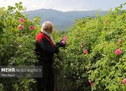امسال ۶۵ هکتار گل محمدی در گلستان کشت شده است