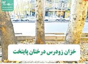خزان زودرس درختان پایتخت