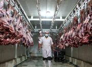 آغاز توزیع هفتگی ۵۰ تن گوشت قرمز منجمد در بازار کردستان