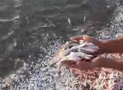نتایج بررسی علل تلف شدن ماهی ها در گناوه اعلام شد