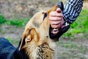 مردم از سگ‌های ولگرد دوری کنند/ ۴ مورد مرگ در اثر هاری - اکونیوز