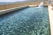 پیش‌بینی تولید ۸۹ تُن ماهی در شهرستان البرز - اکونیوز