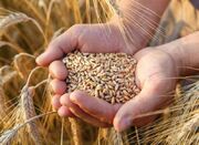 افزایش تولید گندم در لرستان به ۵۳۰ هزار تن طی دولت سیزدهم - اکونی