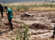سیل گردی در مازندران از غرب تا شرق/ مزارع و دام‎ها زیر آب - اکونی