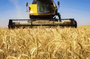 افزایش تولید گندم با راهبرد حداکثرسازی تولید - اکونیوز