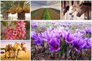 صادرات محصولات کشاورزی ۲۸ درصد رشد کرد - اکونیوز