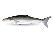 تکثیر ماهی سوکلا در هرمزگان بومی‌سازی شد - اکونیوز
