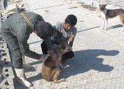 واکسیناسیون سگ‌های صاحب‌دار استان بوشهر علیه بیماری هاری - اکونیو