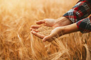 بیشترین سطح کشت گندم کشور در آذربایجان شرقی است - اکونیوز