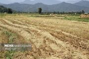 اولین برداشت مکانیزه برنج در مازندران انجام شد - اکونیوز