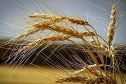 خرید ۱۵۰ هزار تن گندم از مزارع استان همدان - اکونیوز