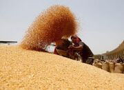 خریداری ۵۴ درصد گندم استان توسط تعاون روستایی همدان - اکونیوز