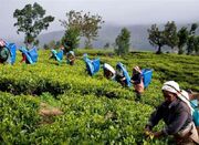 سریلانکا ۵۵ میلیون دلار پول نفت ایران را با چای پرداخت - اکونیوز