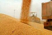 خرید تضمینی ۱۵۰ هزار تن گندم در استان مرکزی - اکونیوز